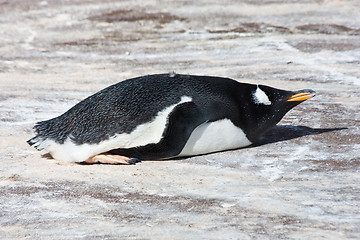 Image showing Gentoo Penguin