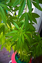 Image showing Marijuana plant