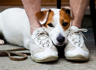 Image showing Cute dog looking for protection