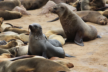 Image showing Brown Fur Seal (Arctocephalus pusillus)