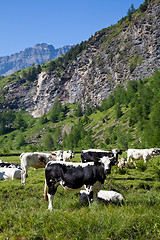 Image showing Cows and Italian Alps