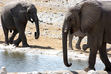Image showing Group of African Elephants