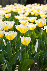 Image showing Tulips - Jaap Groot varieties