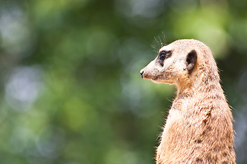 Image showing Suricata suricatta