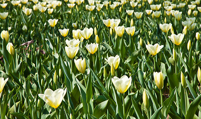 Image showing Tulips - Jaap Groot varieties