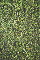 Image showing Herb closeup texture