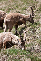 Image showing Capra Ibex - Italian Alps