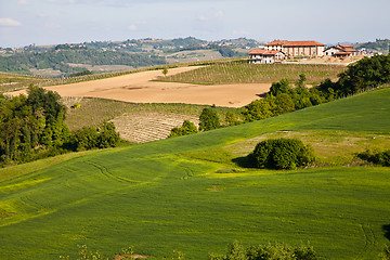 Image showing Italian vineyard: Monferrato