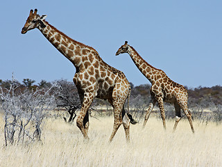 Image showing Group of giraffes