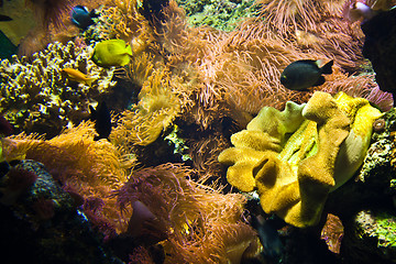 Image showing Coral Reef