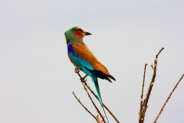 Image showing Lilac-breasted roller 