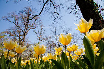 Image showing Tulips - Jaap Groot varieties