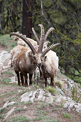 Image showing Capra Ibex - Italian Alps