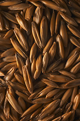 Image showing Oats closeup