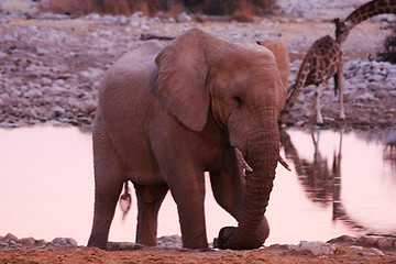 Image showing African Elephant