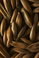 Image showing Oats closeup