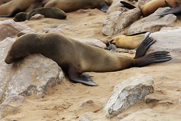 Image showing Brown Fur Seal (Arctocephalus pusillus)