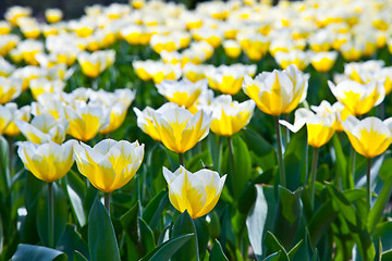 Image showing Tulips - Jaap Groot varieties