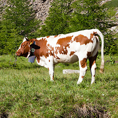 Image showing Cows and Italian Alps