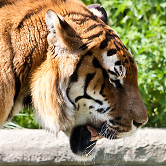 Image showing Walking tiger (Panthera Tigris)