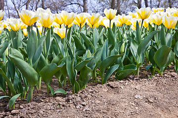 Image showing Tulips - Jaap Groot varieties