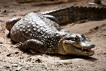 Image showing Crocodylidae