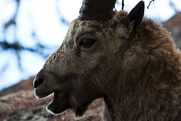 Image showing Capra Ibex - Italian Alps