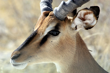 Image showing  impala