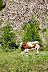 Image showing Cows and Italian Alps