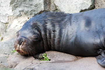 Image showing Patagonian Sealion