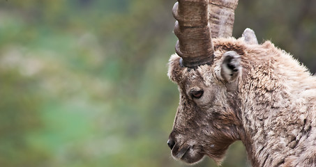 Image showing Capra Ibex - Italian Alps