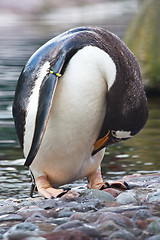 Image showing Gentoo Penguin