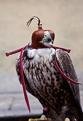 Image showing Blinded hawk