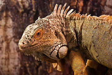 Image showing Green Iguana