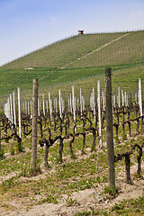 Image showing Barbera vineyard - Italy