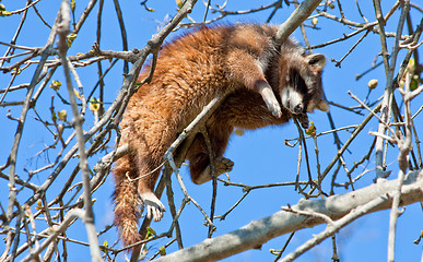 Image showing Procyon lotor Linnaeus