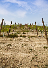 Image showing Barbera vineyard - Italy