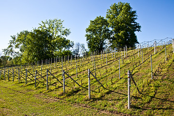 Image showing Vineyard irrigation system