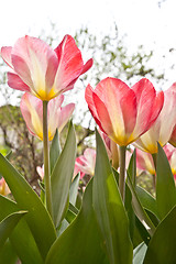 Image showing Tulips  