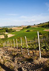 Image showing Italian vineyard: Monferrato