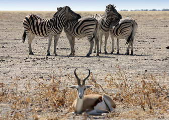 Image showing  zebras