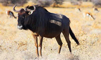 Image showing Gnu - frontal view