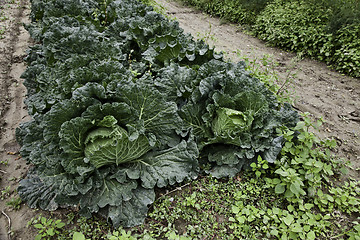 Image showing Cabbage