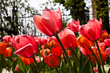 Image showing Spring tulips impregnated by the sun