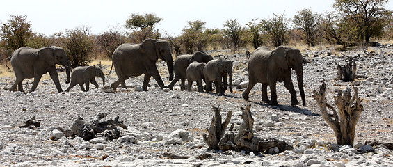 Image showing Group of African Elephants