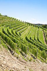 Image showing Italy - Piedmont region. Barbera vineyard