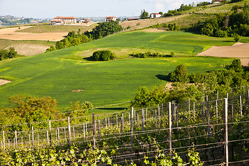 Image showing Italian vineyard: Monferrato