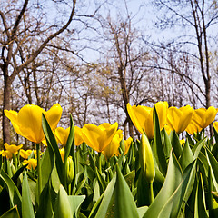 Image showing Tulips - Golden varietie