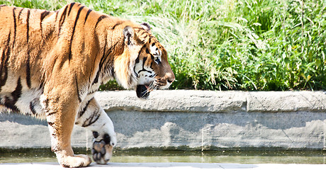 Image showing Walking tiger (Panthera Tigris)