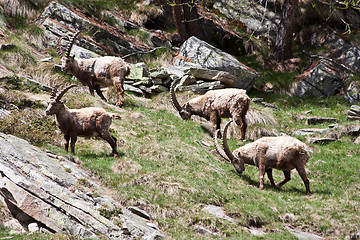 Image showing Capra Ibex - Italian Alps